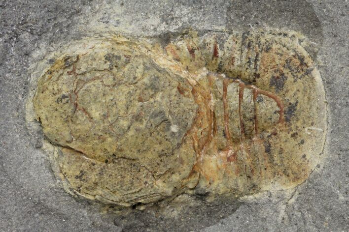 Three Pelagic Trilobite (Cyclopyge) Fossils - El El Kaid Rami, Morocco #165837